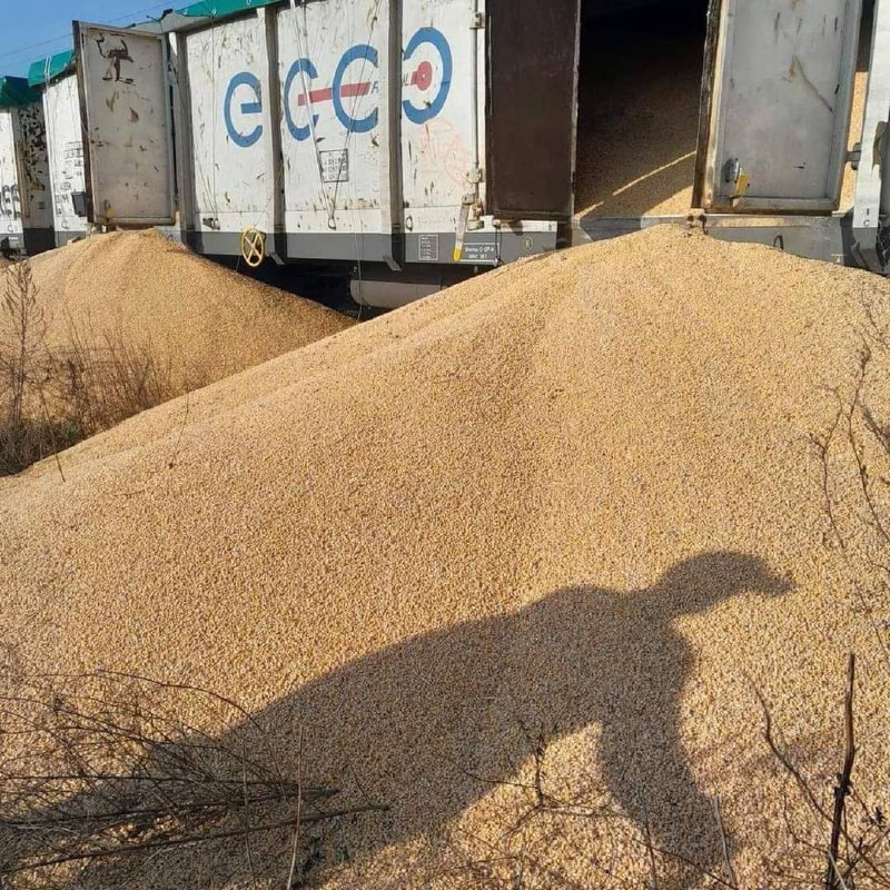 150 de tone de cereale ucrainene au fost vărsate din vagoane din Kotomiez, Polonia